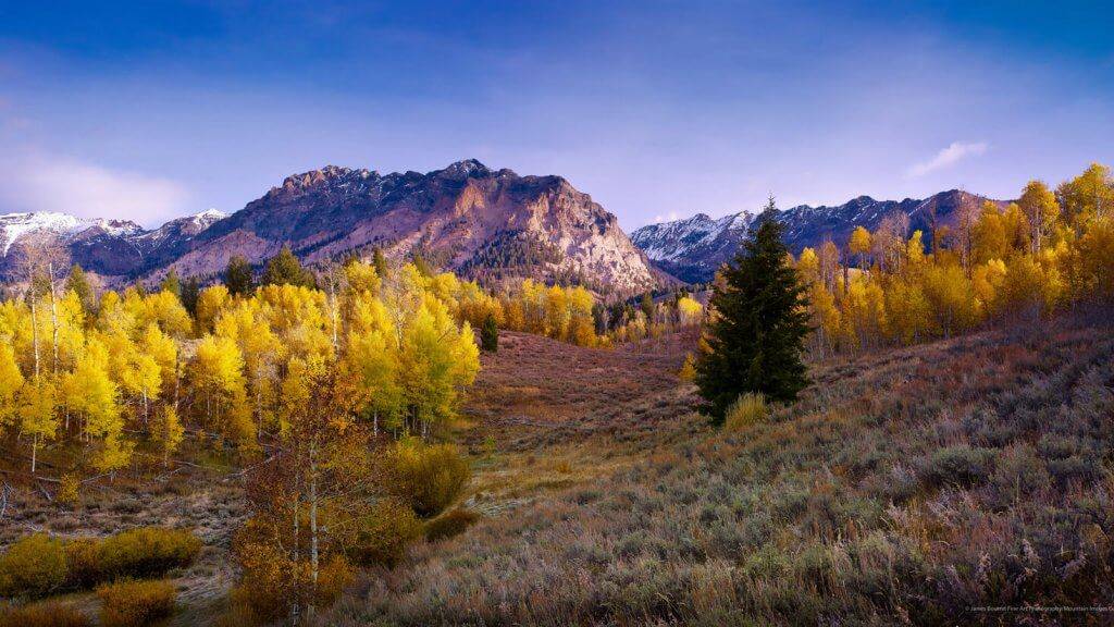 Fall Foliage