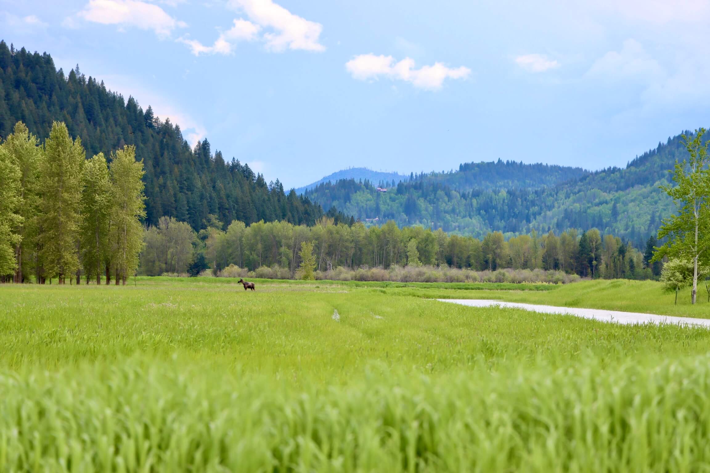 Road Tripping Through Idaho’s International Selkirk Loop Moose at Kootenai National Wildlife Refuge